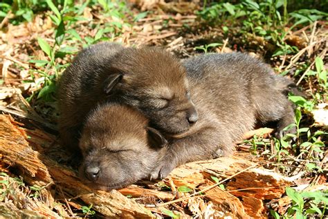 Red Wolf Conservation - The Laurel of Asheville