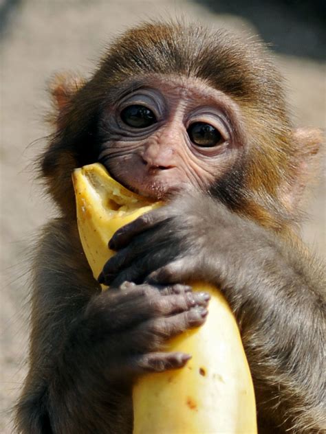 Monkeys banned from eating bananas at Devon zoo | The Independent