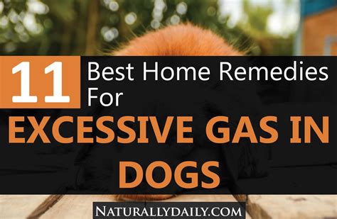 11 Home Remedies for Excessive Gas in Dogs - Naturally Daily