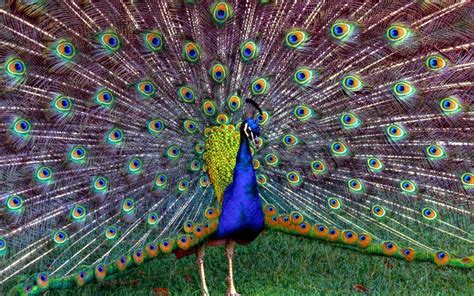 Wallpapers Of Peacock Feathers HD 2015 - Wallpaper Cave