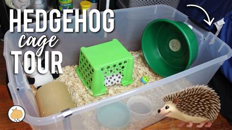 What Kind Of Cage Does A Hedgehog Need? Heavenly Hedgies | atelier-yuwa ...