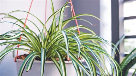 Benefits of a spider plant: 4 spider plant indoor benefits and how to ...