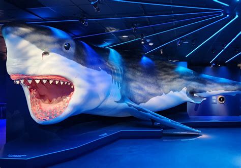 Photos: Inside the New HMNS Shark Exhibit – Houston Public Media