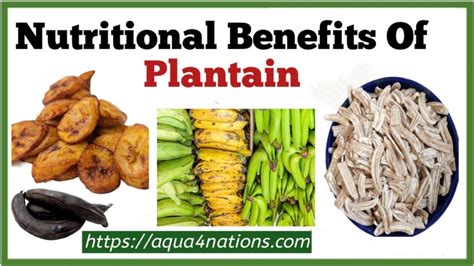 Nutritional Benefits Of Plantain - Aqua4Nations