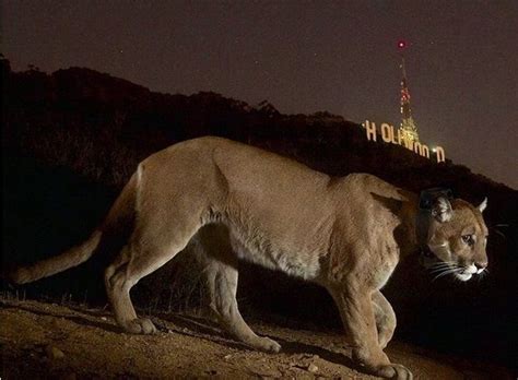 P-22 Mountain Lion with Hollywood Sign in Backround. REAL Photo.