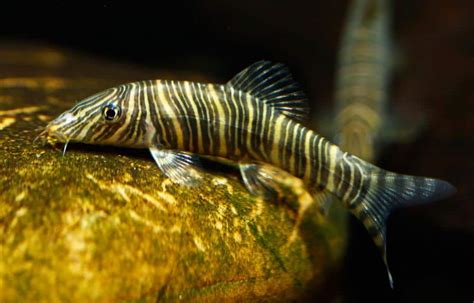 A Deeper Look In To Loach Fish Species | Tropical Fish Site