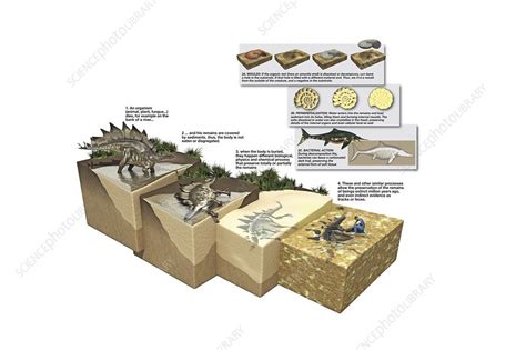 Process of fossilization, artwork - Stock Image C020/8961 - Science ...