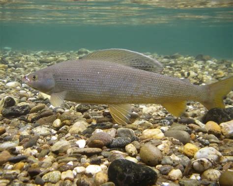 Arctic grayling - Facts, Diet, Habitat & Pictures on Animalia.bio