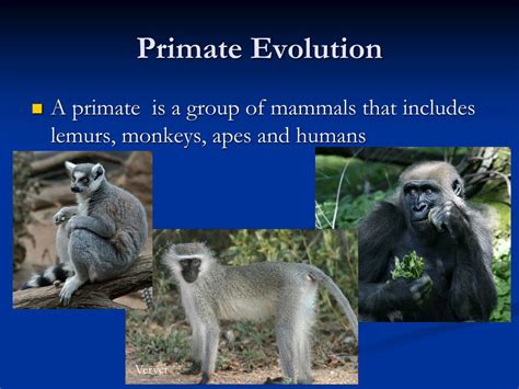 PPT - 16.1 Primate Evolution PowerPoint Presentation, free download ...