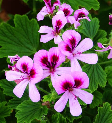 Lemon-Scented Geranium / Pelargonium 'Bitter Lemon' / Edible Leaves for ...