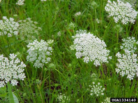 Queen Anne's lace, wild carrot, Daucus carota (Apiales: Apiaceae) - 1334140