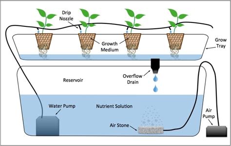 What Are The Types Of Hydroponics Systems? - Smart Garden Guide ...