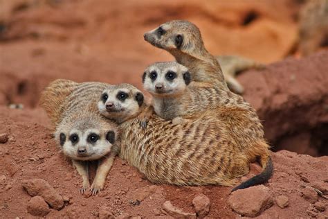 Meerkat Manor 1 Free Photo Download | FreeImages