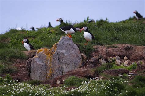 Where to See Some of the 600,000 Puffins in Newfoundland