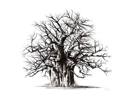 Baobab Tree 2 Drawing by Jenny Mallon