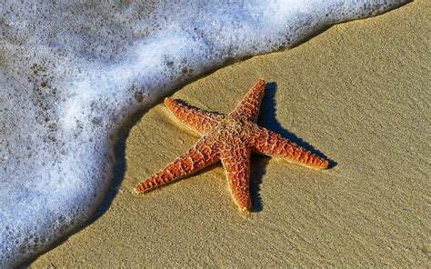 El misterioso síndrome que está matando a las estrellas de mar - El Sol ...