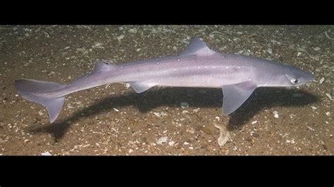 Spiny dogfish shark boom bane for Nova Scotia fishermen - Nova Scotia ...