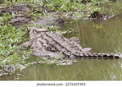 Nile Crocodile Waiting Ambush Prey Waters Stock Photo 2276107493 ...