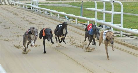 Greyhounds | Harlow Greyhounds | England