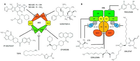 Acetyl Coa Structure