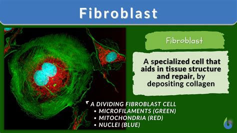 Fibroblast - Definition and Examples - Biology Online Dictionary