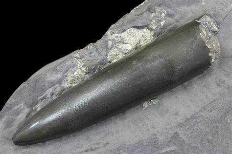 2.9" Pyrite Replaced Belemnite Fossil - Germany (#167853) For Sale ...