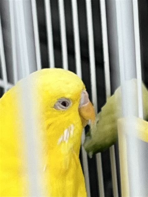 Lutino budgie female or male | Talk Budgies Forums