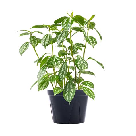 Buy Aluminum Plant | Direct from Florida | Planterina.com - Planterina