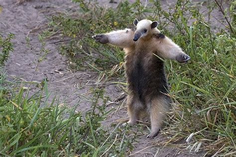 The southern tamandua (Tamandua tetradactyla), also called the collared ...