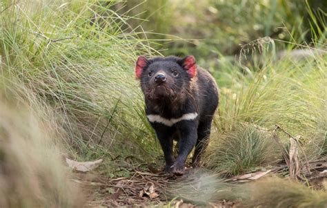 Most Australians ‘clueless about country’s most endangered species ...