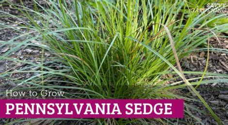 Growing Pennsylvania Sedge: A No-Fuss, Reliable Native Plant