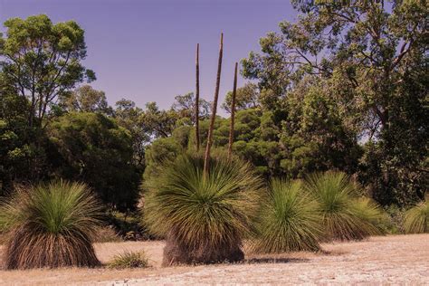 West Australian Bushland Photograph by Tania Read - Fine Art America