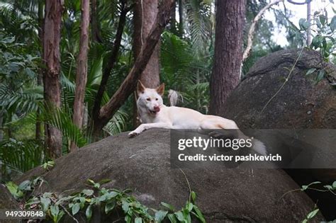 A Rare White Australian Dingo High-Res Stock Photo - Getty Images