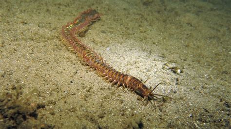 Bobbit Worm - SydneyDives