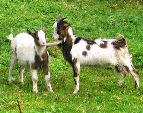 Baby goats playing | pyza* | Flickr