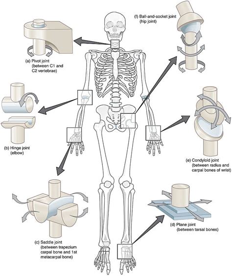 Classification Of Synovial Joints