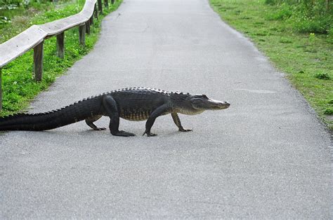 Everglades National Park: A Guide to The 'River of Grass' - Silverlight