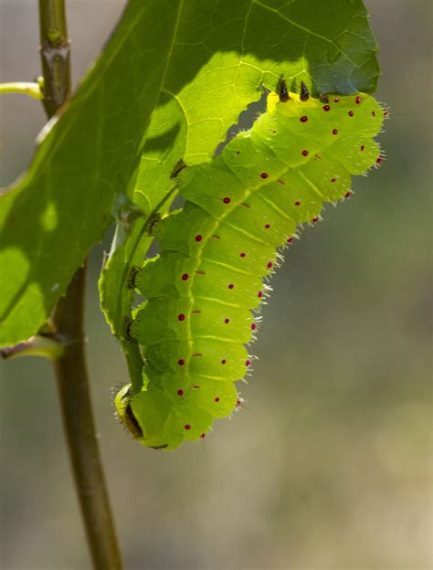 Luna Moth caterpillar (Actias luna) | Photographed at a priv… | Flickr