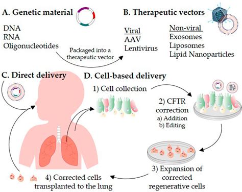 Frontiers | Treatment of Cystic Fibrosis: From Gene- to Cell-Based ...