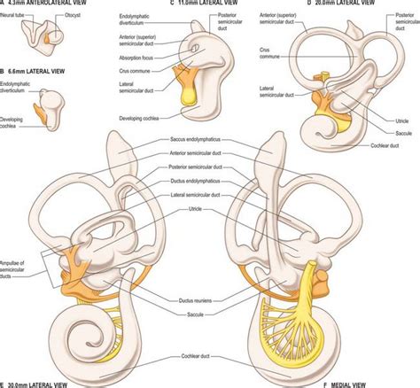 Development of the ear | Clinical Gate