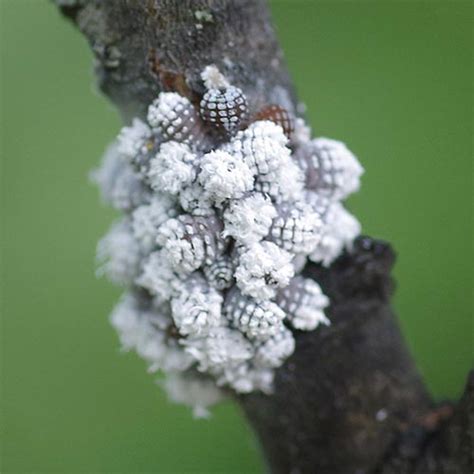 Wooly Adler Aphid (Family Aphididae) - Field Station