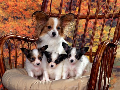 Chihuahua & puppies - Puppies Wallpaper (9726091) - Fanpop