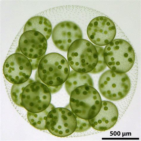 Origins of Multicellularity: All in the Family