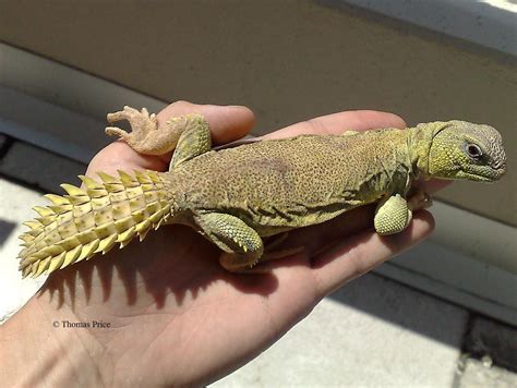 Uromastyx - Geckos Unlimited | Cute reptiles, Uromastyx, Cute animals