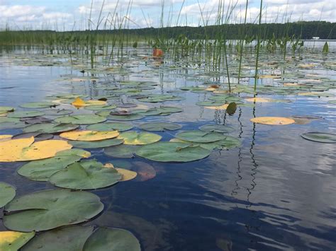 Lilly pads on a lake. | Smithsonian Photo Contest | Smithsonian Magazine