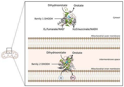 Membranes | Free Full-Text | Peripheral Membrane Proteins: Promising ...