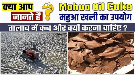 Mahua oil cake | महुआ कि खली | Organic manure in fish ponds | Use of ...