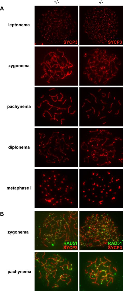 Normal Synapsis and Recombination in Dmrt7 Mutant Germ Cells (A ...