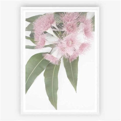 Flowering Gum Print Flower Photo Print Wall Art Print Pink - Etsy