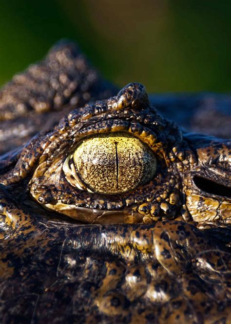 9 Black Caiman Facts: Giant of Ecuador’s Amazon (Melanosuchus Niger ...